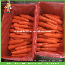 Special New Crop Red Carrot